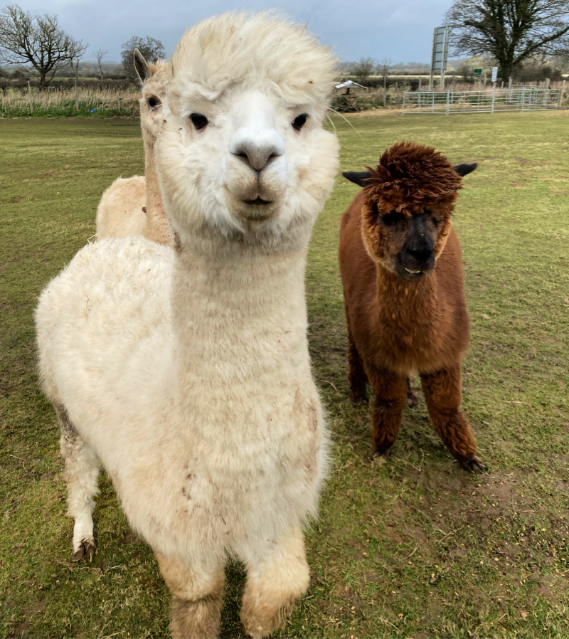 Dorset Walking with Alpaca s at Hope Farm Review Destination