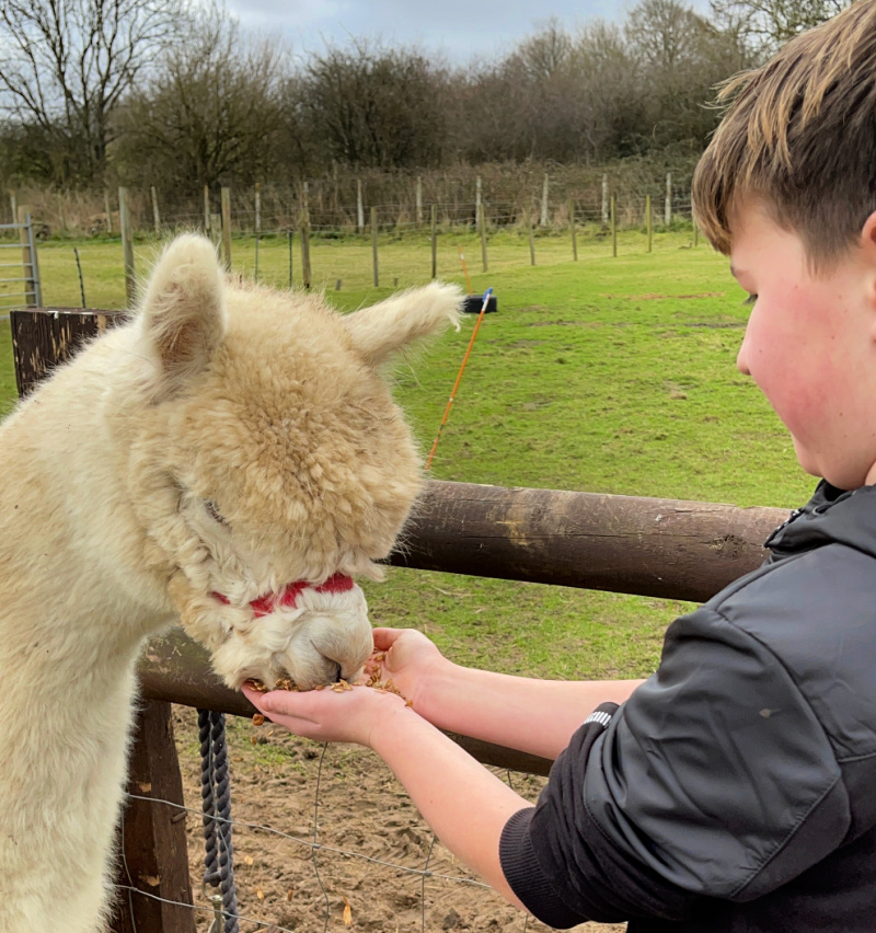 Dorset Walking with Alpaca s at Hope Farm Review Destination