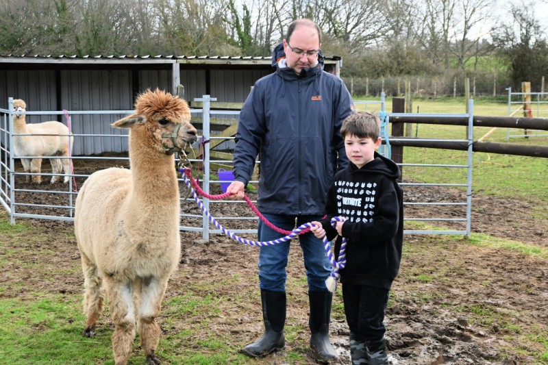 Dorset Walking with Alpaca s at Hope Farm Review Destination