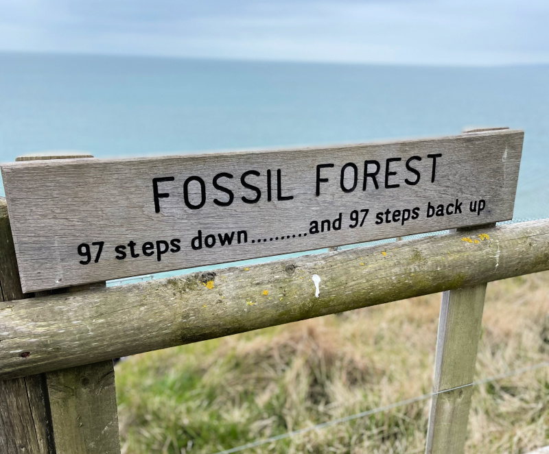 Jurassic Coast Walks Lulworth Cove to the Fossil Forest