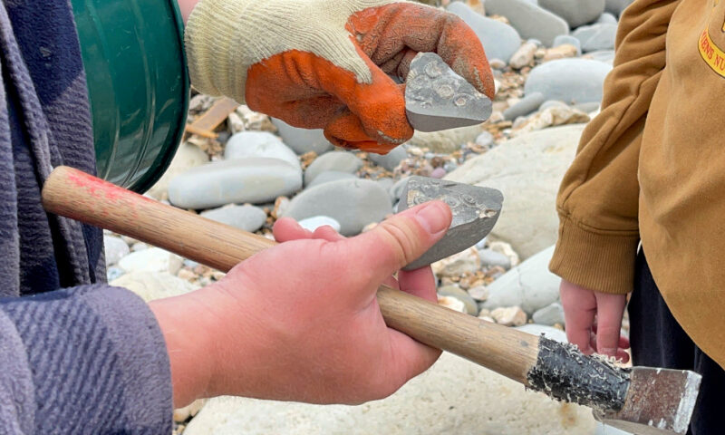 Ammonites
