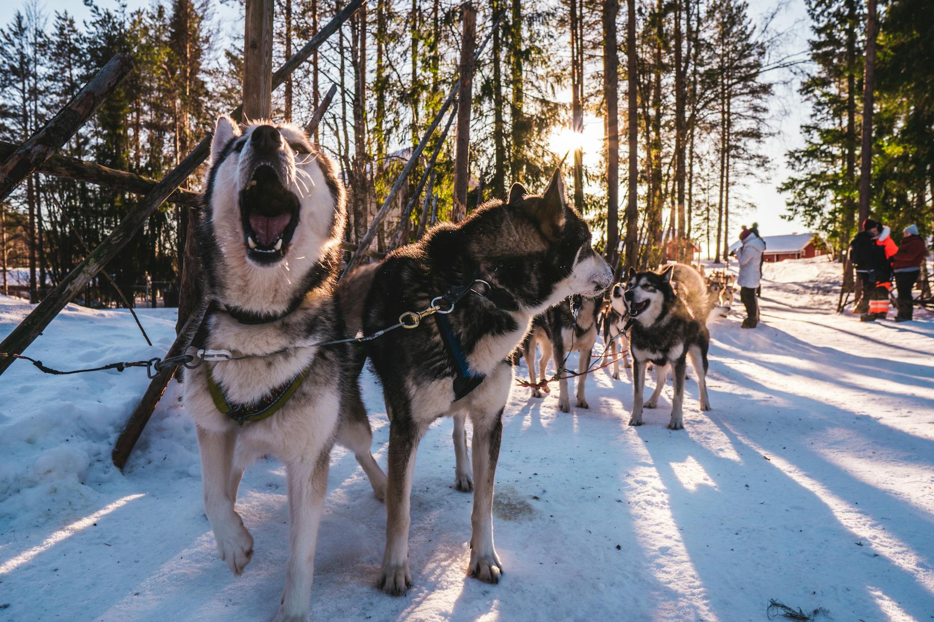 adult white and black siberian husky outdoor