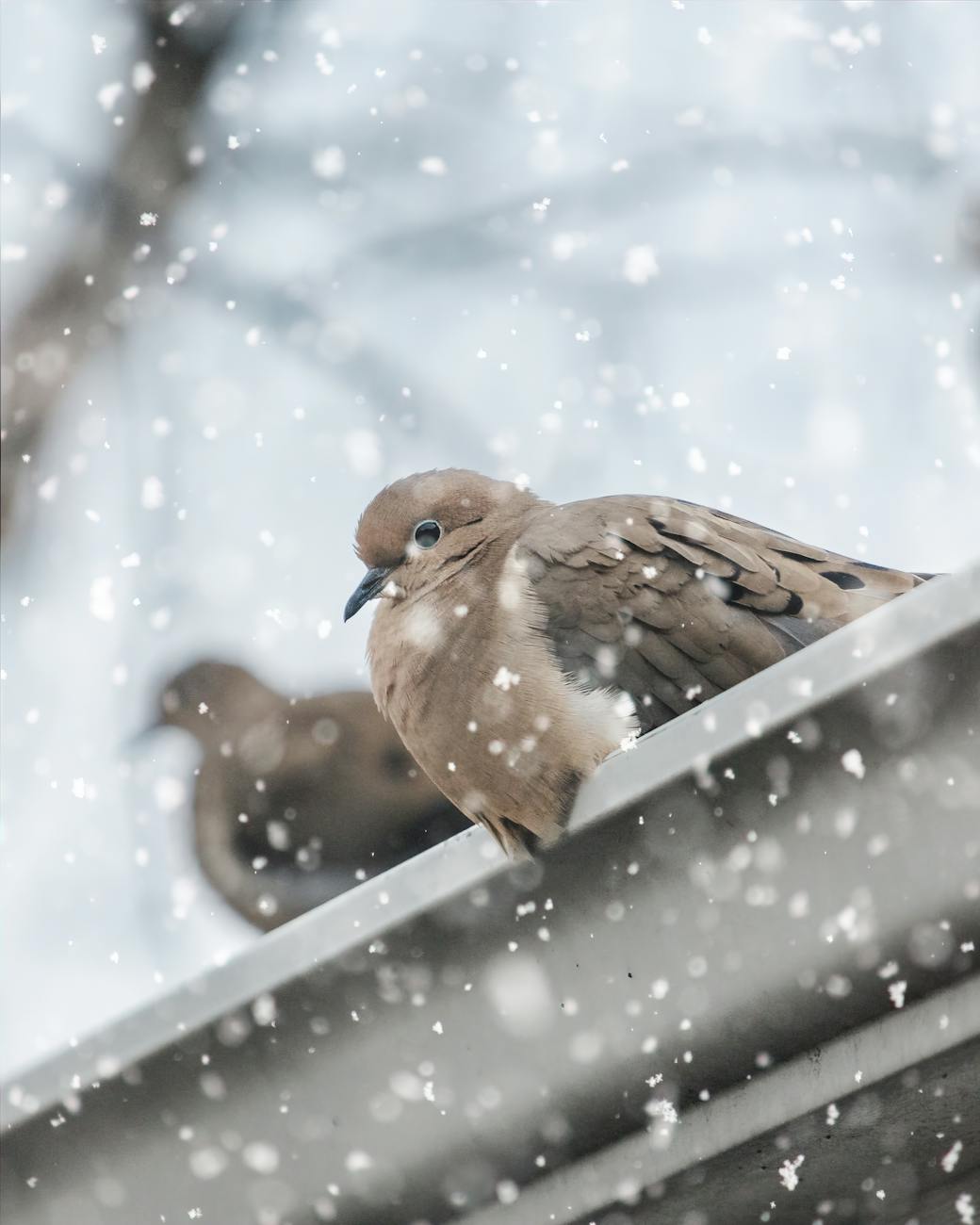 close up shot of a bird perched on a gutter