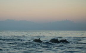 photo of dolphins during dawn