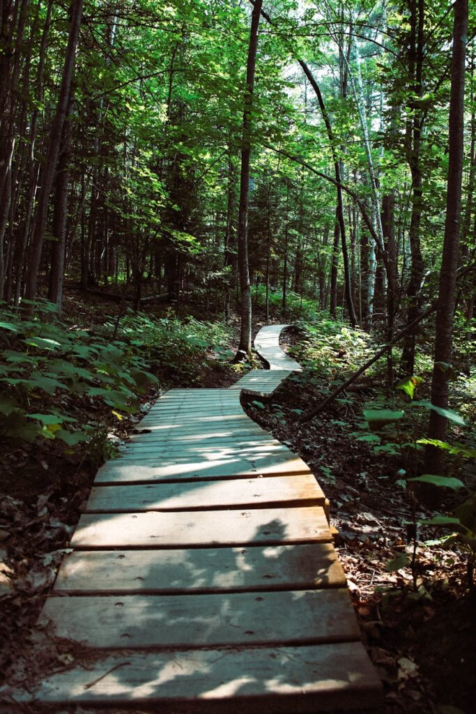 slatted wood pathway between trees