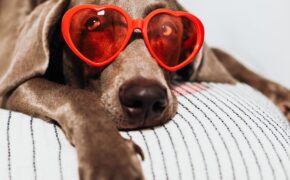 a dog wearing red eyeglasses