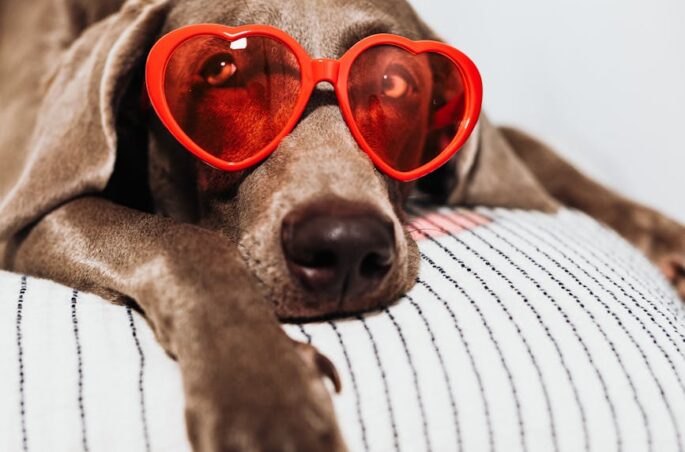 a dog wearing red eyeglasses