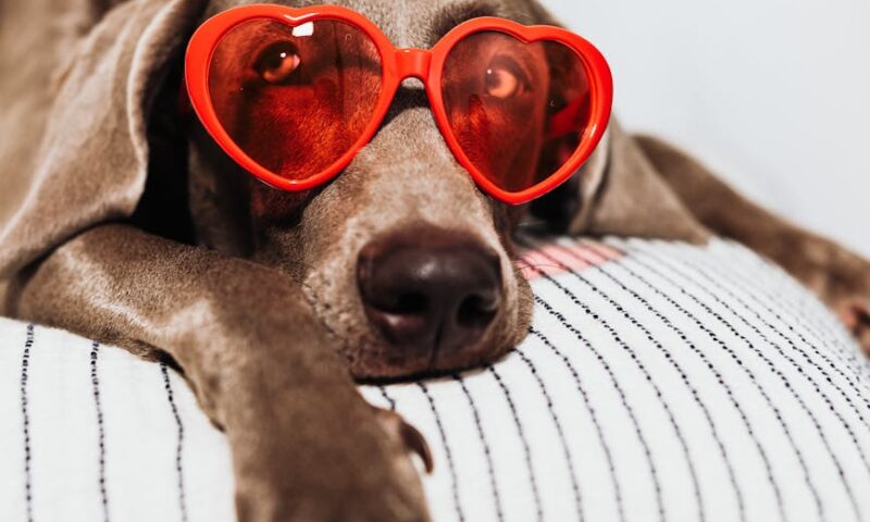 a dog wearing red eyeglasses