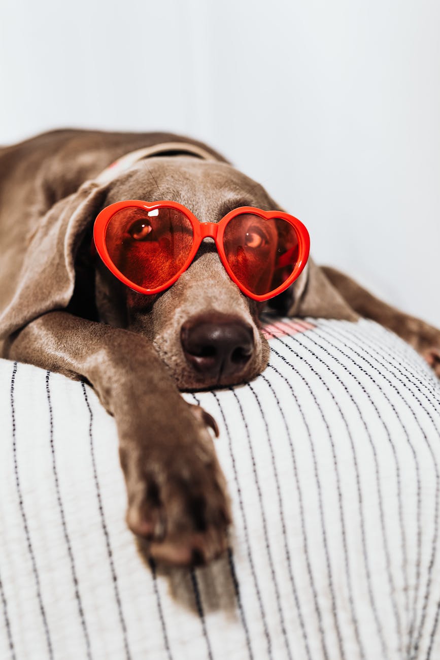 a dog wearing red eyeglasses