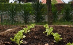 close up of green plants on the soil